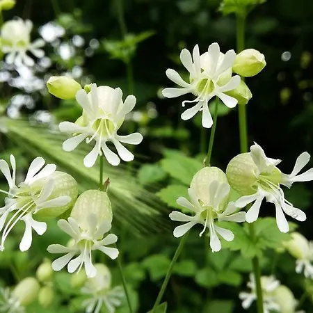 Authentique 1950 Futuroscope Aquascope, 1a9prsn, 3 Pkg, 3 Etoiles A 6prsn Et 3 Appoints Eco-responsable Dom wakacyjny Poitiers