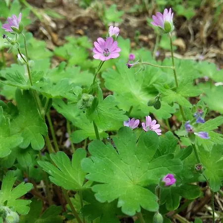 Authentique 1950 Futuroscope Aquascope, 1a9prsn, 3 Pkg, 3 Etoiles A 6prsn Et 3 Appoints Eco-responsable Dom wakacyjny Poitiers